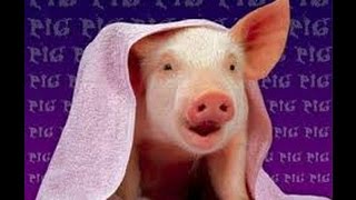 То чувство, когда не досталась сиська.