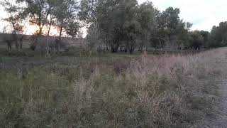 Семья Кабанов переходят дорогу..