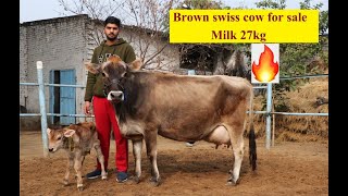 Brown swiss cow for sale | Milk 27kg | K.S.Dairy farm |Kaddon |Ludhiana |