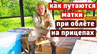 Вывод маток.Облет матки.  Парадоксы в пчеловодстве