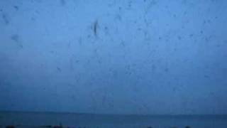Нашествие комаров Invasion of mosquitoes 9.09.2009 Ейск