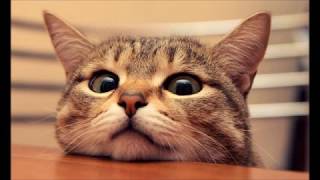 GERÇEK KEDİ SESİ - UZUN VERSİYON