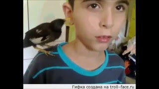 Young bird myna fell from tree  Скворчонок майна,который выпал из гнезда