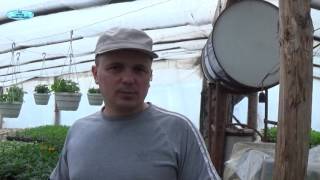 Лобелия будет пышной- сделайте именно так!!!