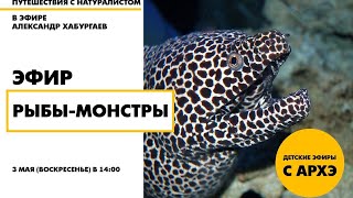 Детский эфир «Рыбы-монстры - безжалостные убийцы и дремучие заблуждения» с Александром Хабургаевым