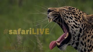 safariLIVE - Sunrise Safari - Oct. 30, 2017