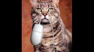 Коты Душат Крыс