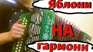 КОГДА ЯБЛОНИ ЦВЕТУТ Ляпис Трубецкой на гармони!