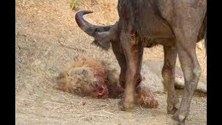 Lion vs Elephant - Buffalo Kills Lion - Wild Animal Attacks