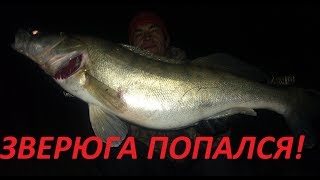 Зверюга!Трофейный судак в лютом коряжнике!подводная охота 2020