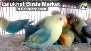 Lalukhet Birds Market Latest Update  | 9 February 2020