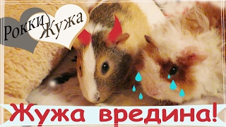 Жужа вредина! Морские свинки. Guinea pigs.