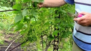 Уход за виноградом после цветения
