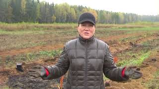 Как правильно посадить голубику промышленным способом