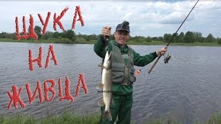 Рыбалка на хищную рыбу, щука и окунь на ЖИВЦА, в запрет.