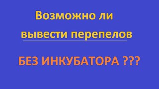 Как выводить перепелов БЕЗ ИНКУБАТОРА?