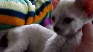 Devon Rex Kitten, 7 weeks old, bath time!