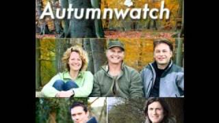 British Big Cats discussed on BBC Autumn Watch