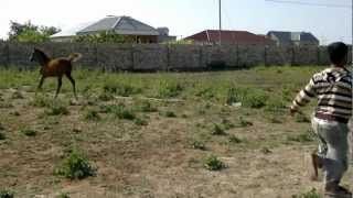 Arab horse and mare Karabakh Derya Farm S.Mamedova 06052012053