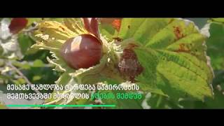 როგორ ვებრძოლოთ აზიურ ფაროსანას