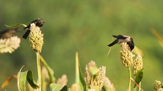 Dance of the Starlings