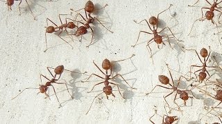 Weaver ants vs one black ant