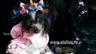 Она - моя- Китайская Хохлатая