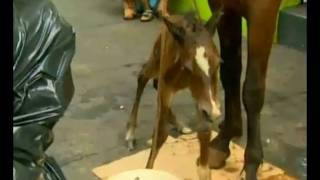 Ègua granfina que puxava carroça dá à luz em plena avenida Franscisco Junqueira, Ribeirão Preto