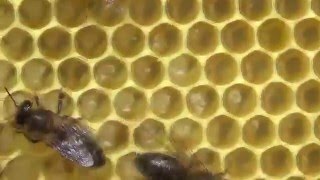 Весеннее расширение гнезда пчёл вощиной.