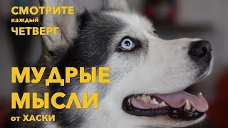 Мудрые Мысли Фразы от Хаски #20