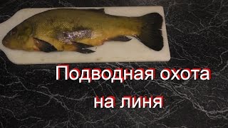 Подводная охота на линя. Техника и тактика охоты.
