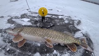 ШОК!!! РЫБАЛКА НА ЖЕРЛИЦЫ зимой Зимняя рыбалка 2019.