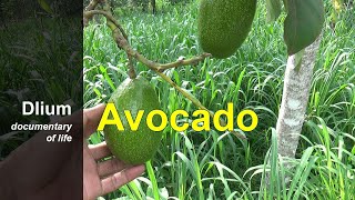 Avocado (Persea americana)