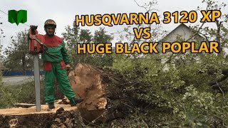 The biggest Husqvarna chainsaw falling huge hazardous poplar
