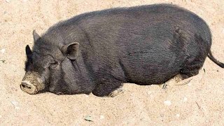 How Big Do Potbellied Pigs Get? | Pet Pigs