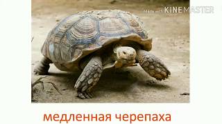 Знакомство с прилагательными ?? Познавательное видео для малышей ?? HD
