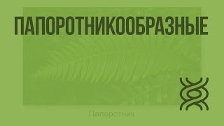 Папоротникообразные. Видеоурок по биологии 5 класс