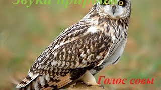 Звуки природы для детей ♪ Голоса птиц для детей ♪ Как подает голос сова?