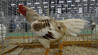 Куры — Голландская выставка