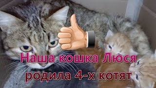 Кошка родила котят. The cat gave birth to kittens.