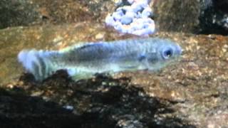 Arabian Killifish Arabia's Wildlife Centre Sharjah