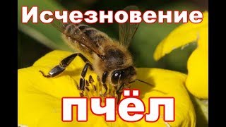 Исчезновение пчел//Вопрос к пчеловодам