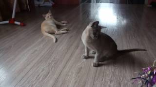 Кошка Бурманская