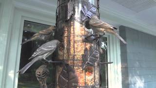 How to Watch Birds (Eat Black Oil Sunflower Seed) pt.9 {2-D}