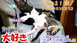 【母猫は1歳】子猫が子ネコを育てる！ #31 やんちゃなお子達へ「パワースポット」を増設しました((*´艸`))ﾌﾟﾌﾟｯ