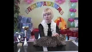 ЮБИЛЕЙНОЕ ШОУ СИБИРСКИХ КОШЕК 2012 / JUBILEE SIBERIAN CAT SHOW 2012