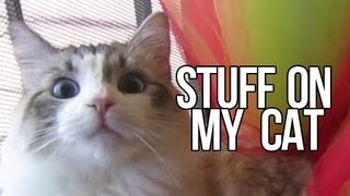 Stuff on my Cat