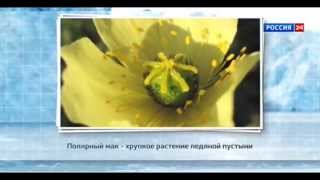 Русская Арктика.Природа Арктики в картинках 05.08.2014