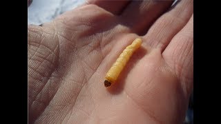 САМАЯ ЛУЧШАЯ НАЖИВКА ДЛЯ РИПУСА И СИГА!! СЕКРЕТНАЯ ПРИМАНКА!
