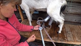 ТЕЩА И КОЗЫ